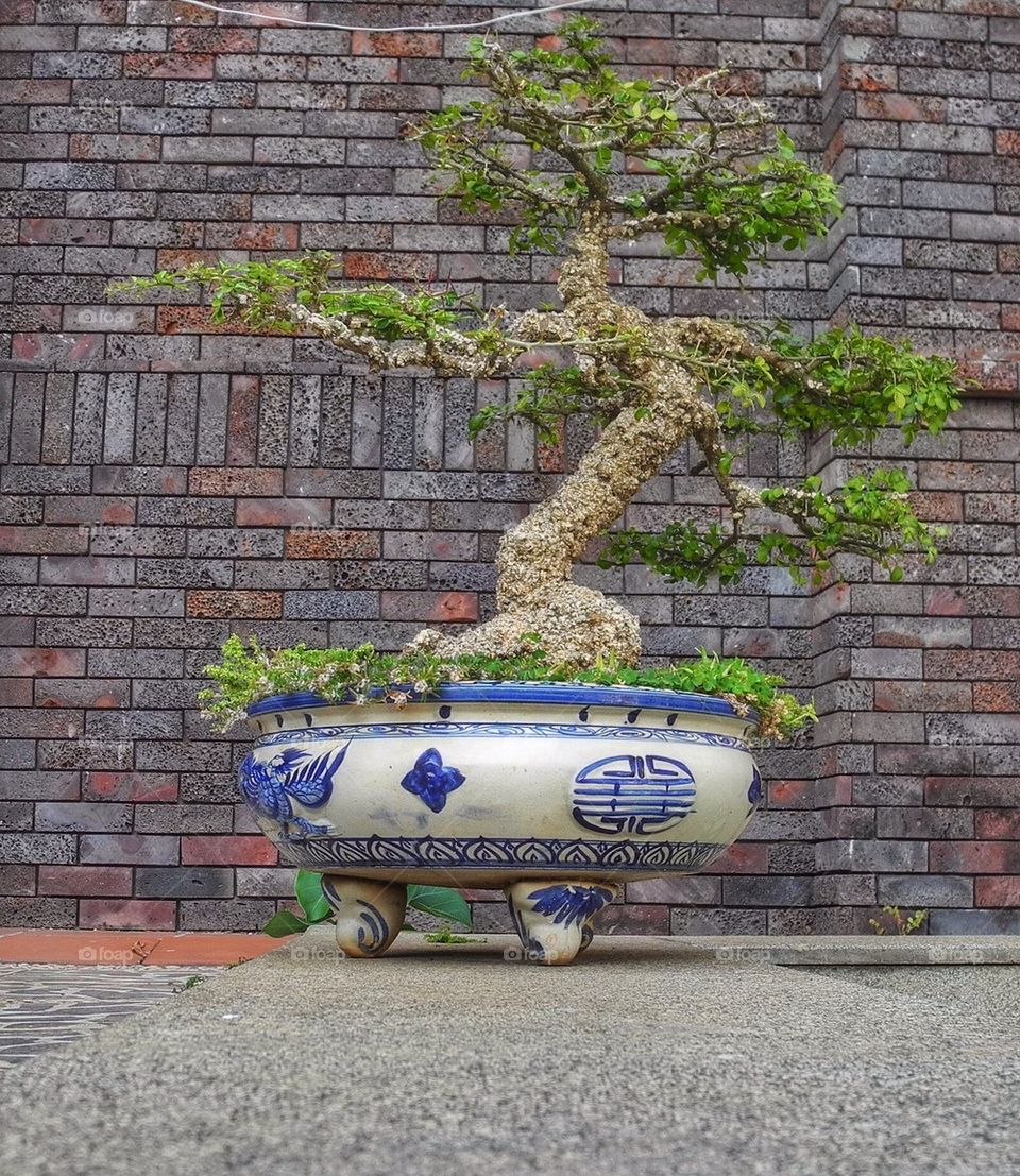 Bonsai. 