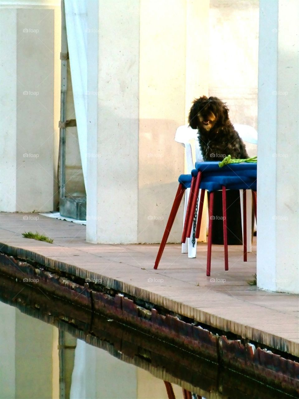 Dog on chair