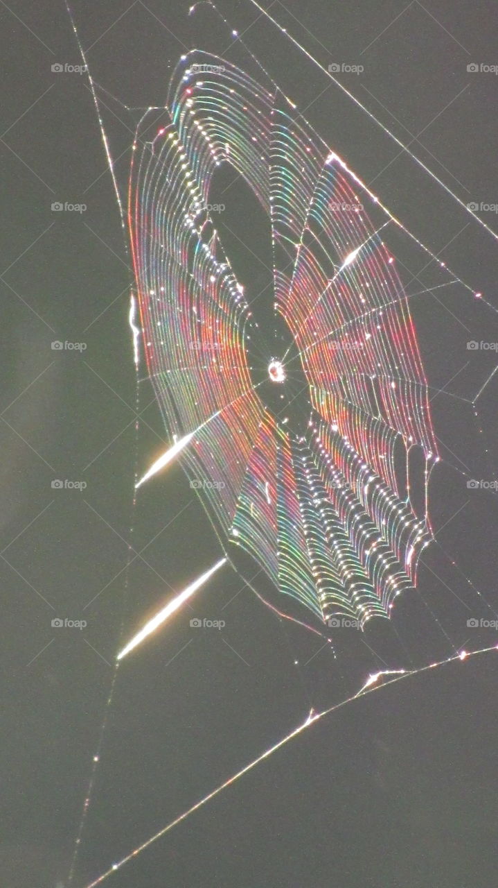 Spider, Spiderweb, Web, Trap, Web Together