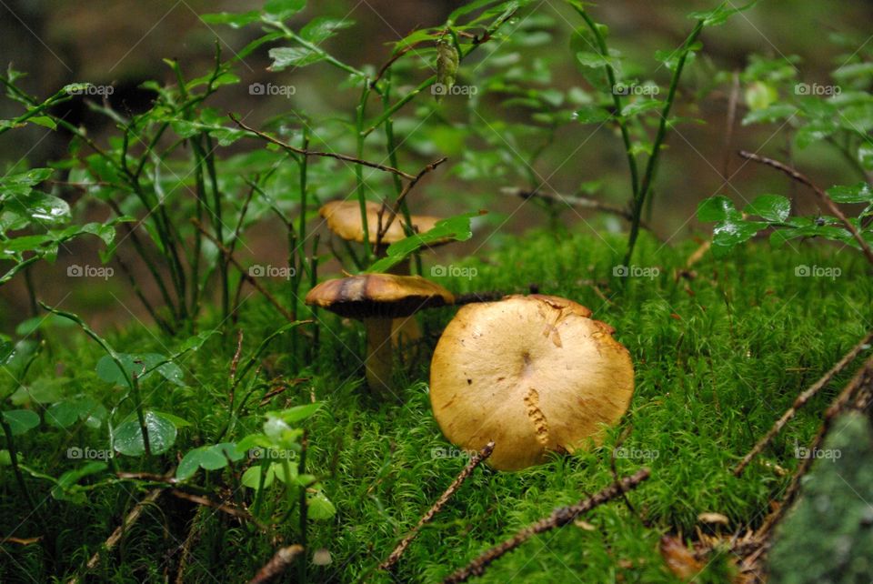 Close-up of mushrooms growing in forest
