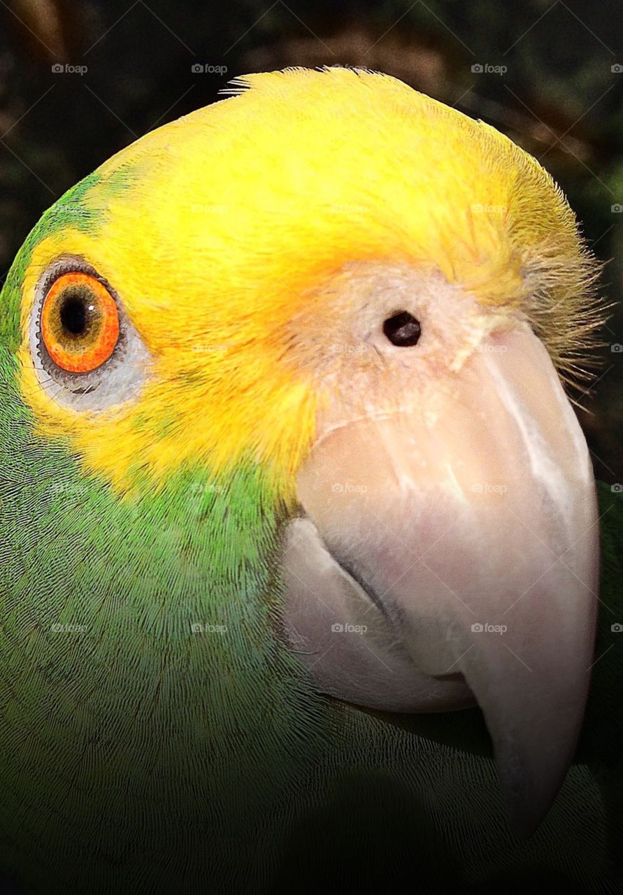 Yellow headed Amazon Parrot posing for his closeup.