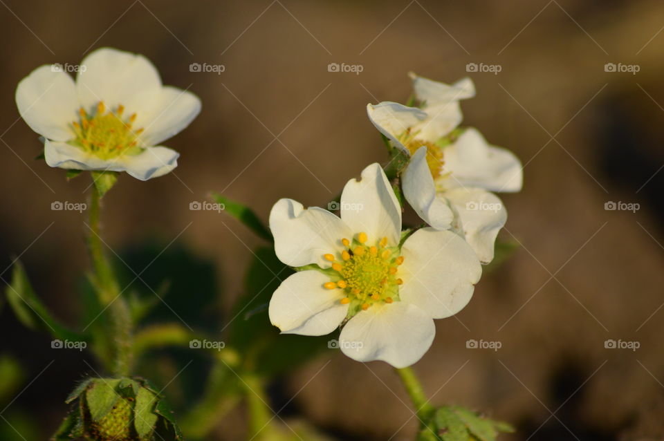 Flower strawberry