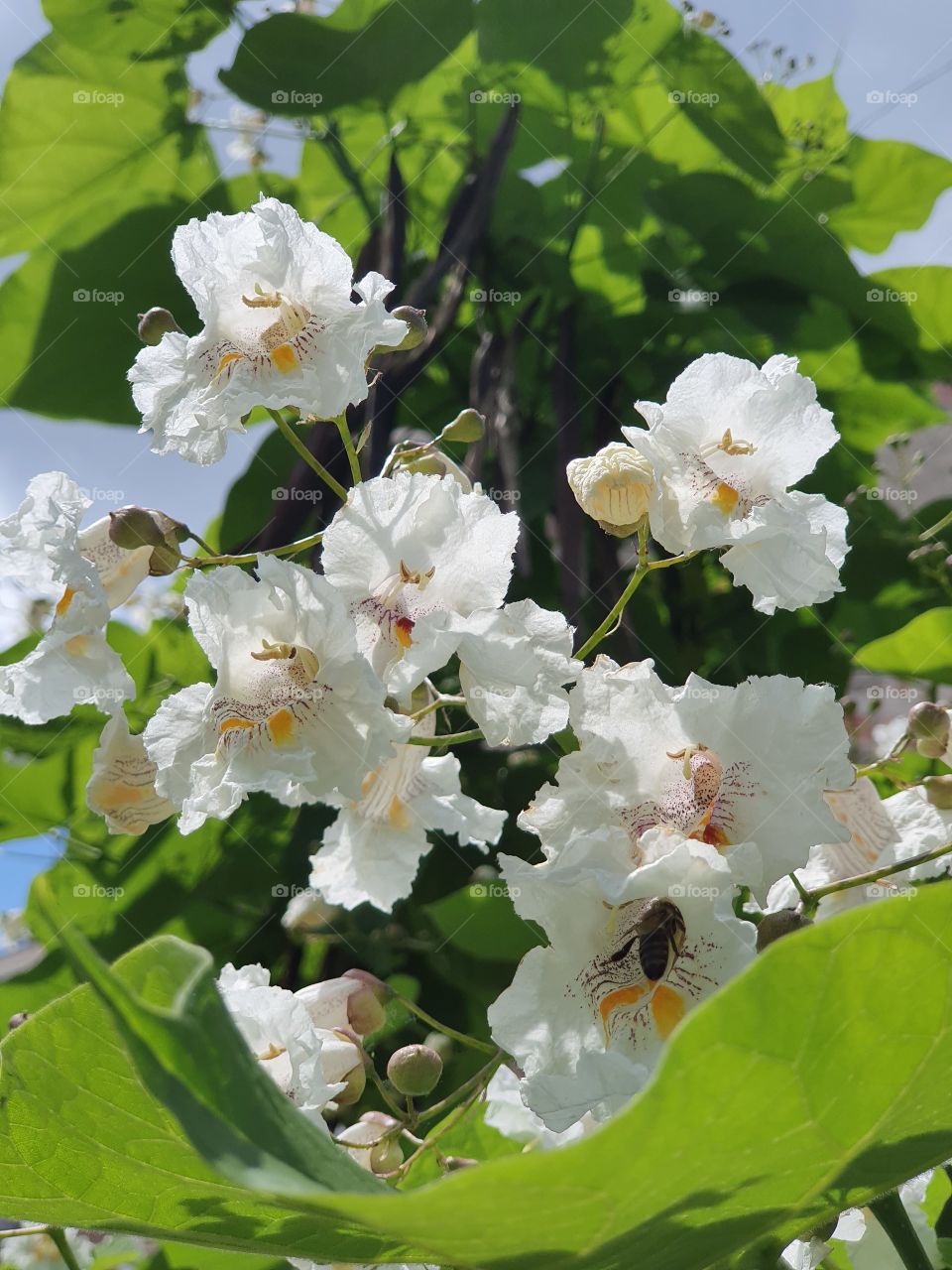 bee sitting in the flower on the tree