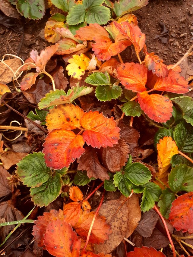colors