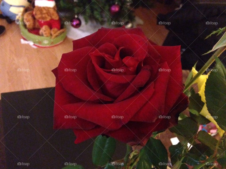 Rose flower love Valentine's Day.