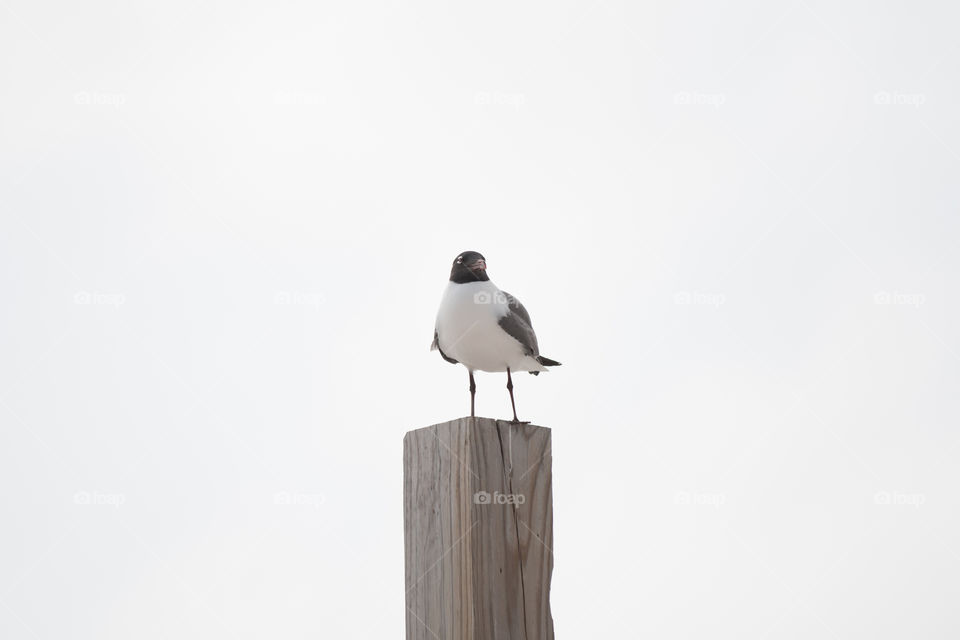 Bird, Wildlife, No Person, Nature, Seagulls