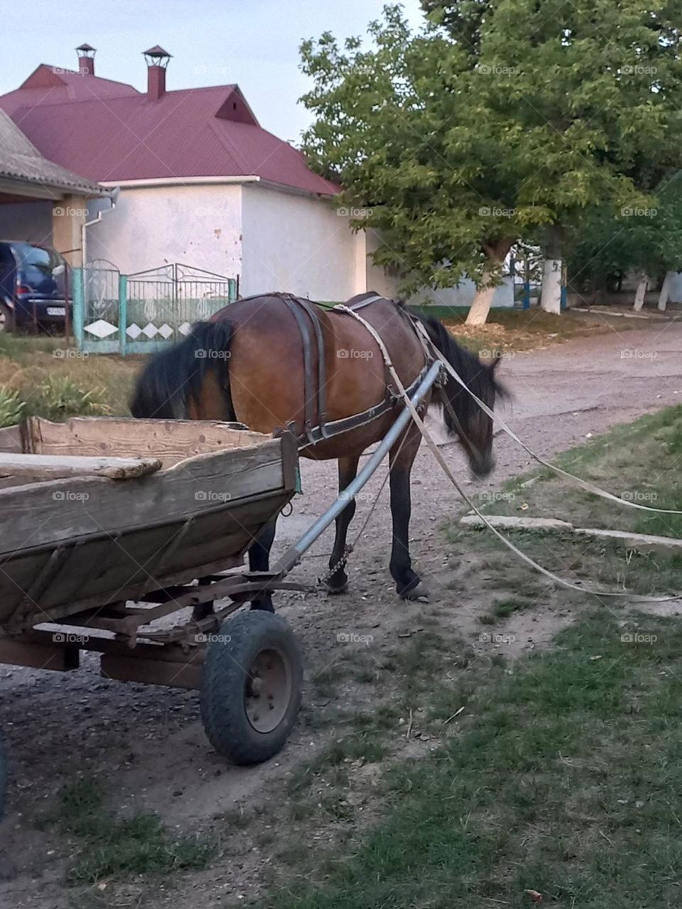 A horse that loves a man is itself half as a man.