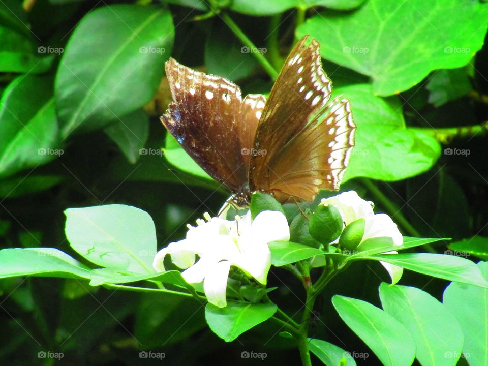 Beautiful butterfly Euploea core, the common crow is a common butterfly .Common Indian crow, and in Australia as the Australian crow.It belongs to the crows and tigers subfamily Danainae.