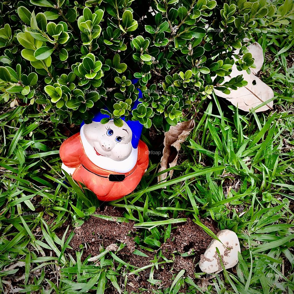 Well hidden in the garden, I found a ... dwarf!  He fled Snow White and was staring at me under the bush!  Photography is our hobby! / Bem escondido no jardim, encontrei um... anão! Ele fugiu da Branca-de-Neve e me encarava debaixo do arbusto!