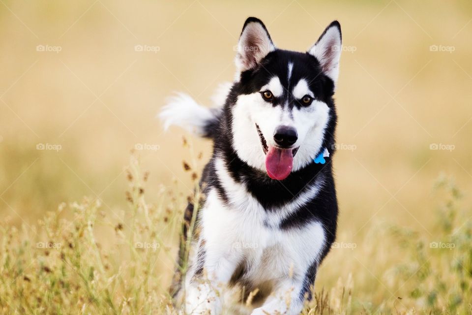Malamute in the field