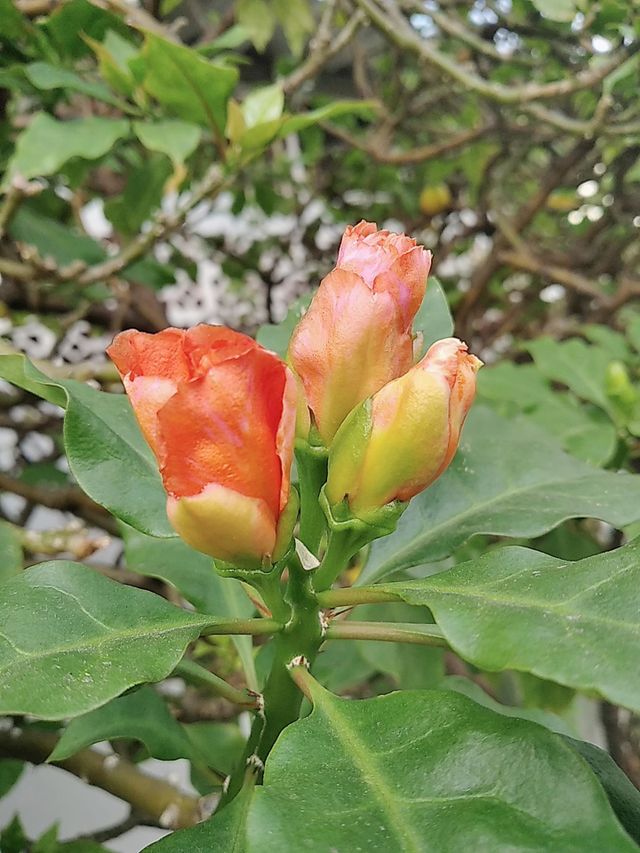 Orange flowers