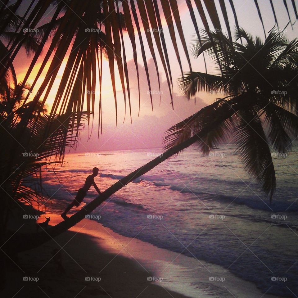 siluete on a palmtree on sunset beach