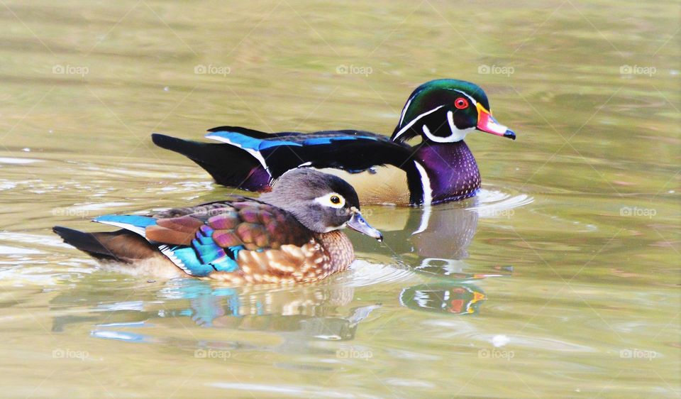 male and female ducks swimming in a pond