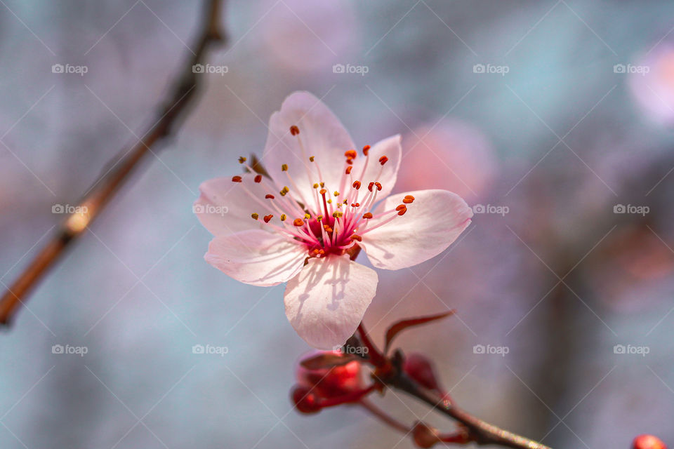 pink spring blooming flower