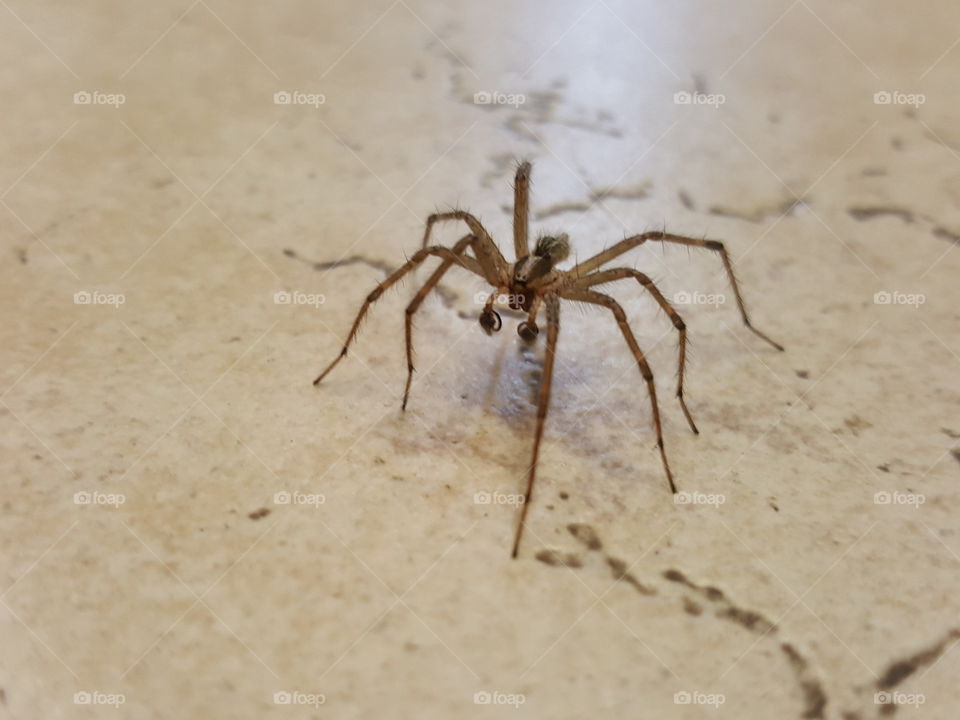 Spider on Tile Floor