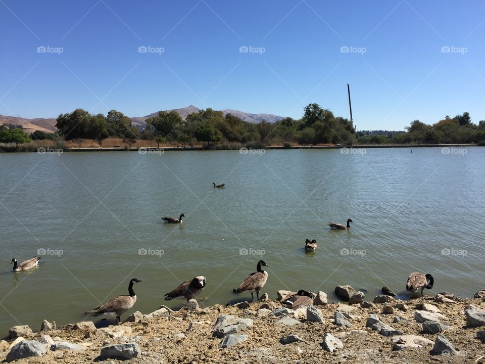 Large group of bird's in lake