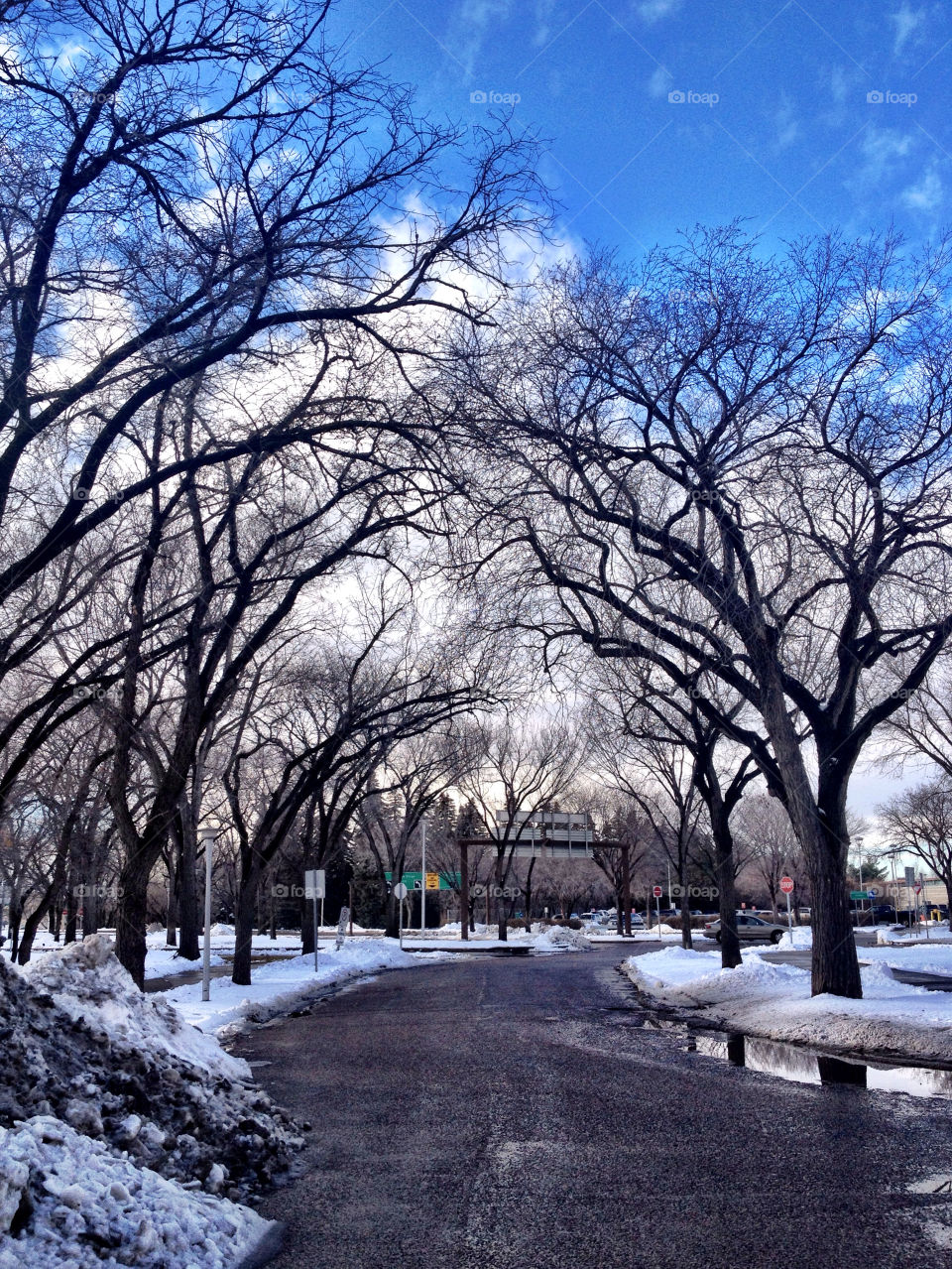 winter sky blue trees by stykellee