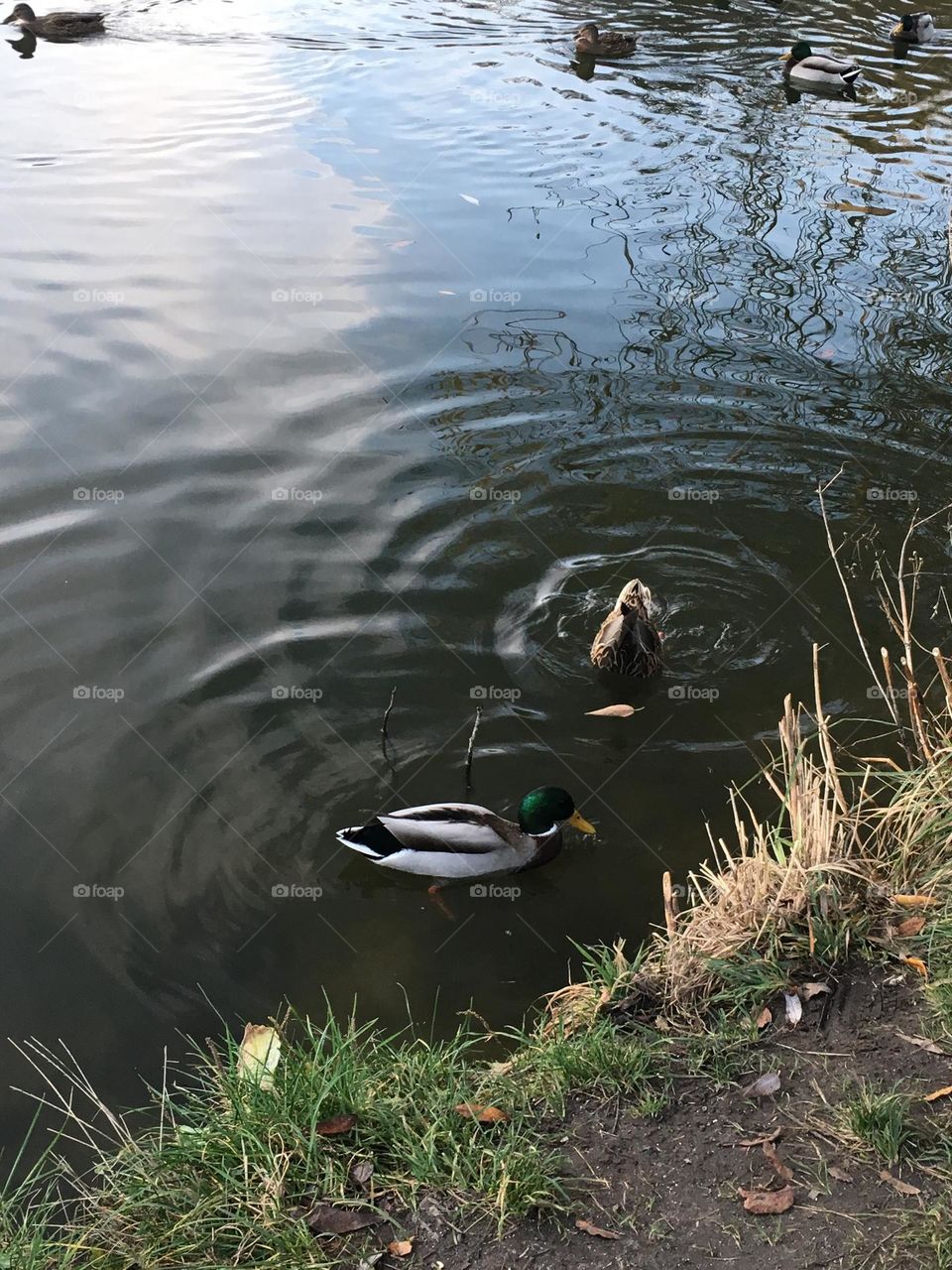 Ducks swimming 