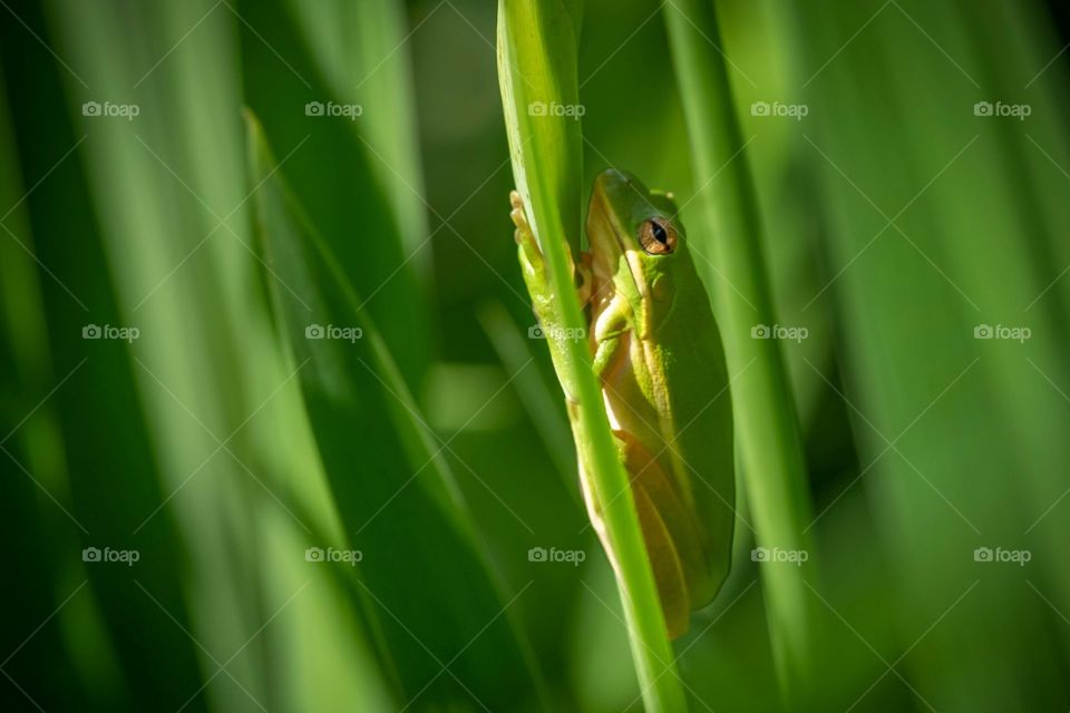 A green tree frog among the green stems in a green marsh. Raleigh, North Carolina. 