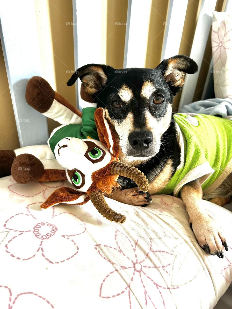 Springbok supporter
