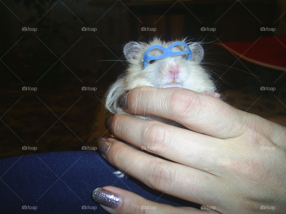 Hamster with glasses