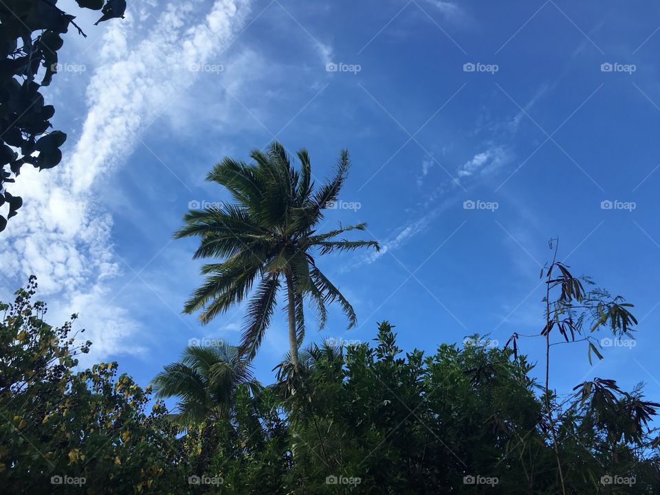 Tall palm trees against blue sky