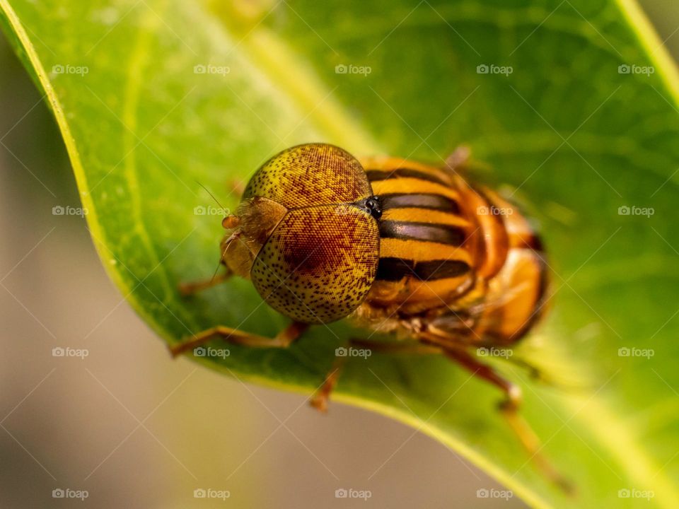 Close-up of Spot Eyed Hoverfly