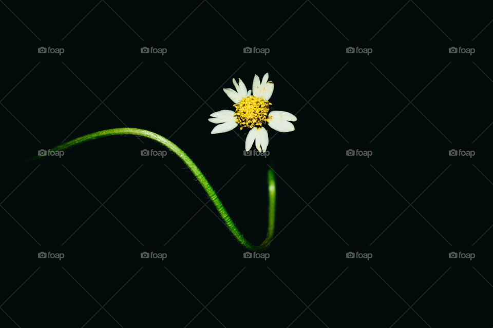 Artistic photographs of flowers on a black background.