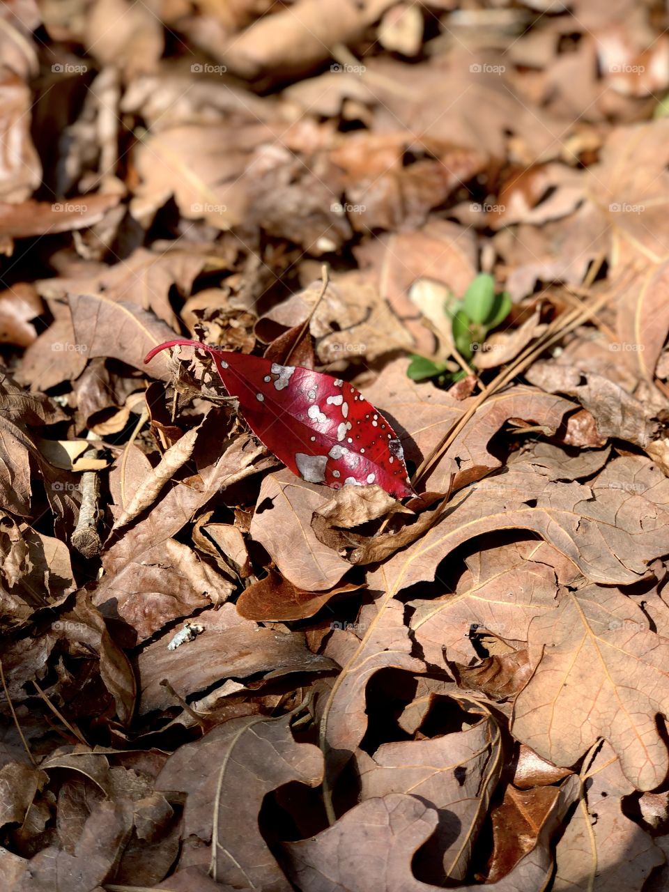 Single red leaf among brown 