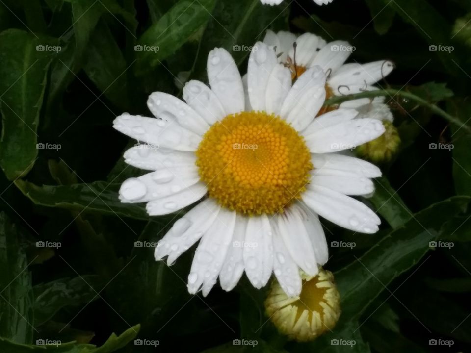 Daisy Dew