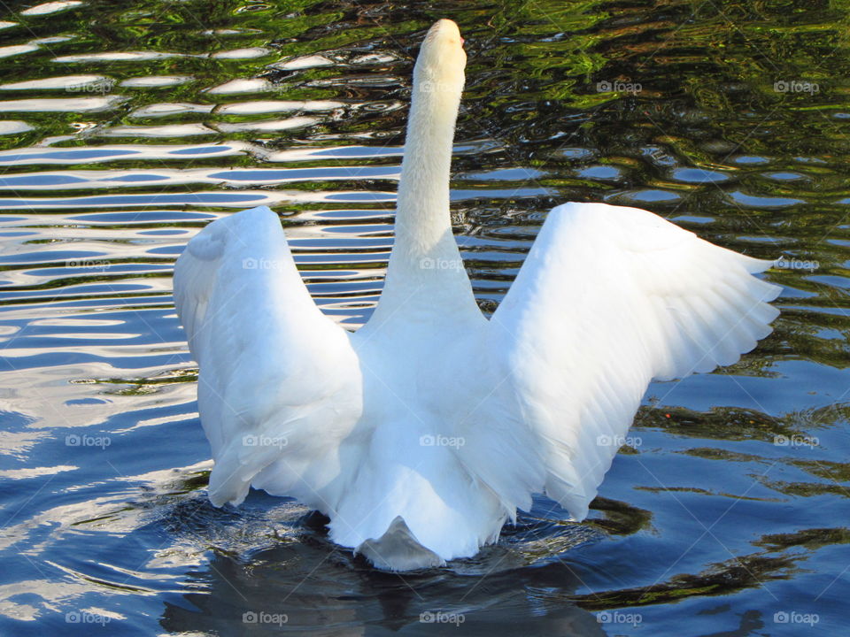 stretch those wings