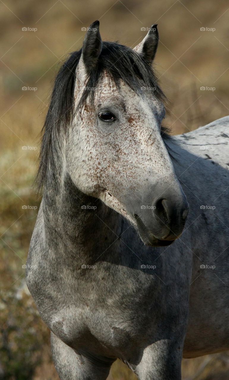 Portrait of a Wild Horse