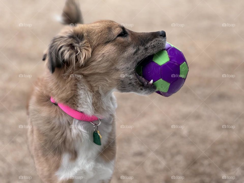 Foster dog named Cheese 