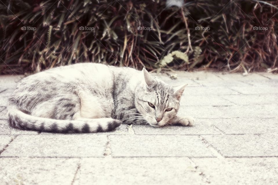 A tabby cat has both sides between wild and cute.