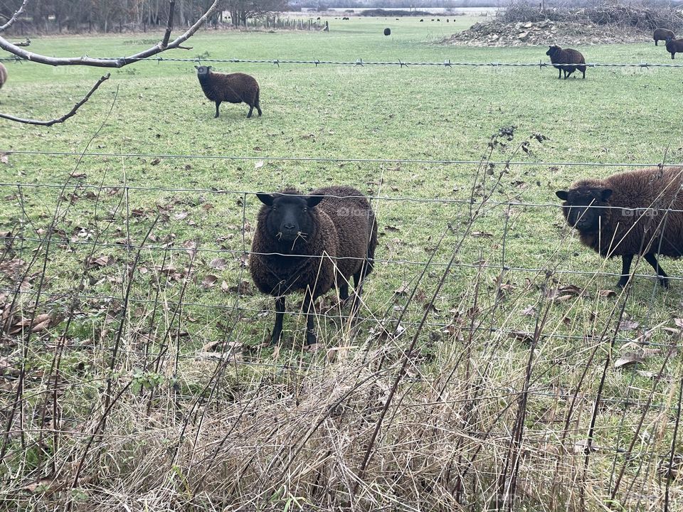 A black sheep chewing some grass … pausing to look at me 