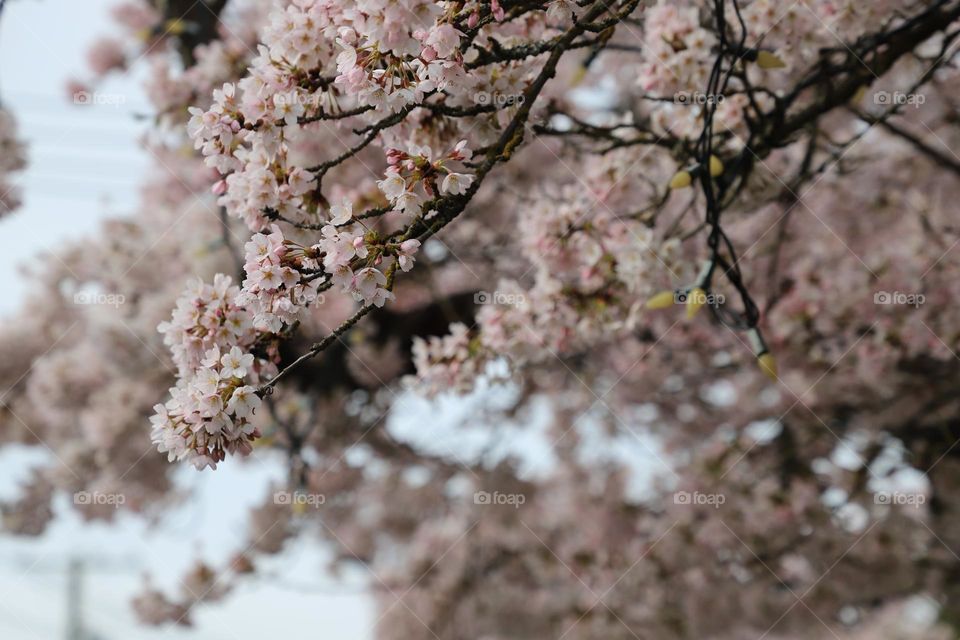 Cherry blossoms 