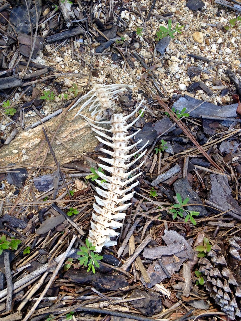 Fish bones. Hike along lake shore 