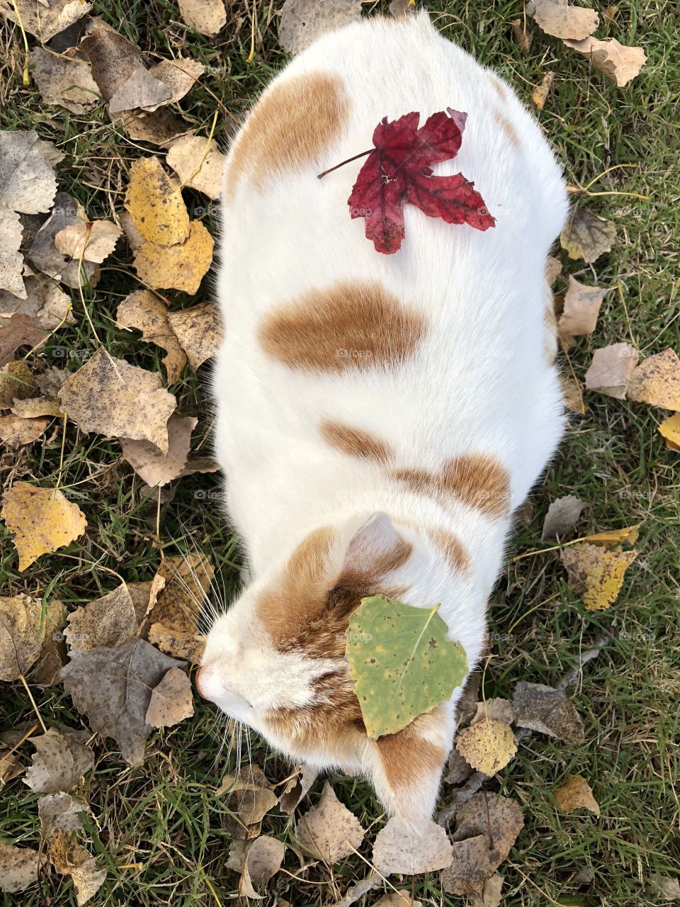 Cat  adorable in fall leaves