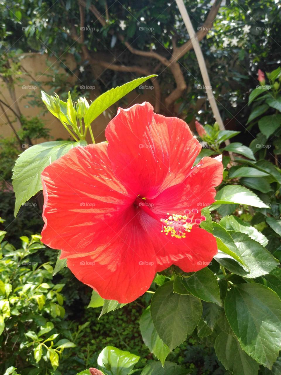 beautiful red hibiscus flower in my garden