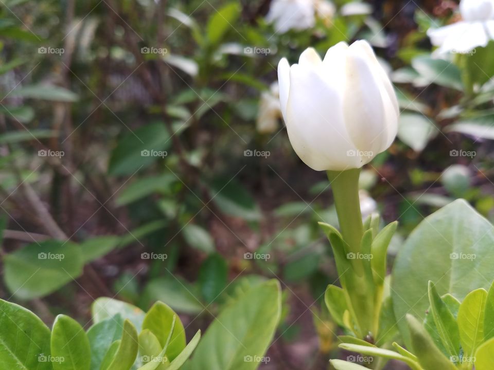 puddle flower or cockcomb flower bud