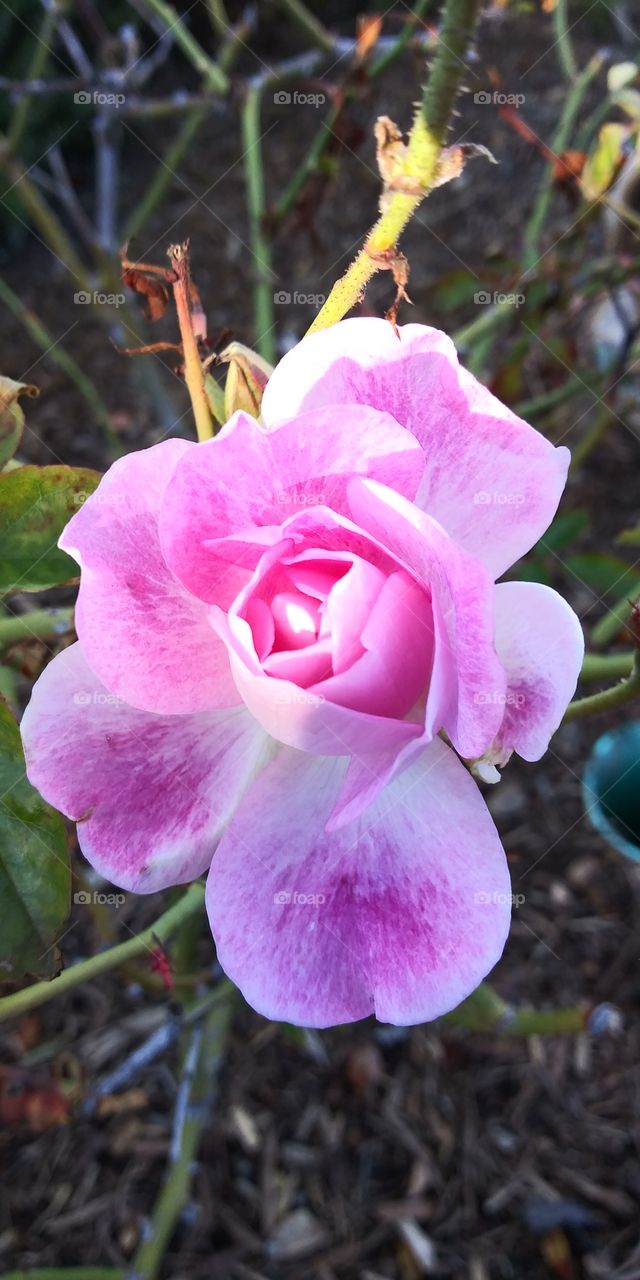 Beautiful blooming pink rose.