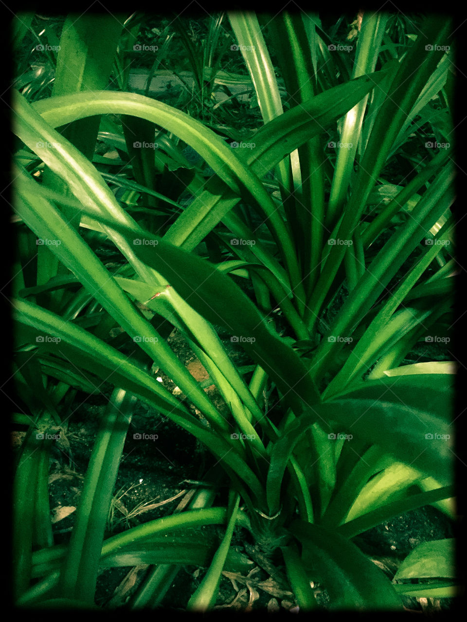 Green green grass...