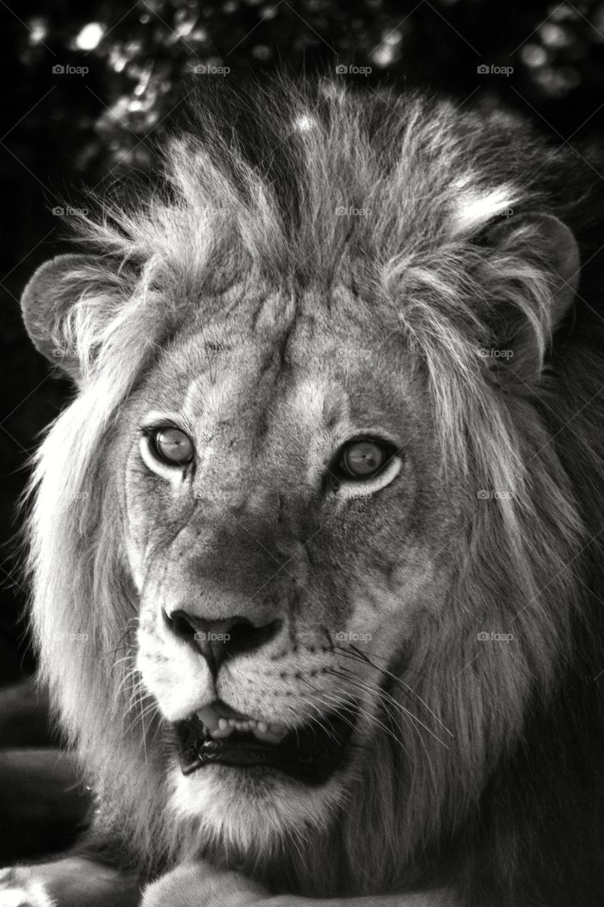 black and white image of male lion