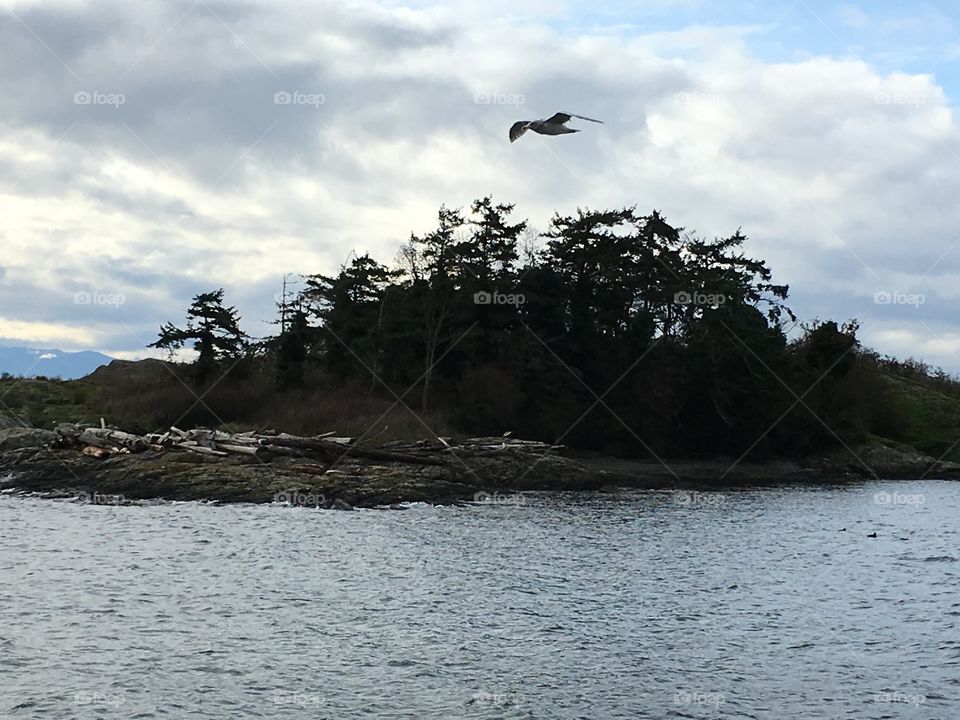 Seagull in the sky