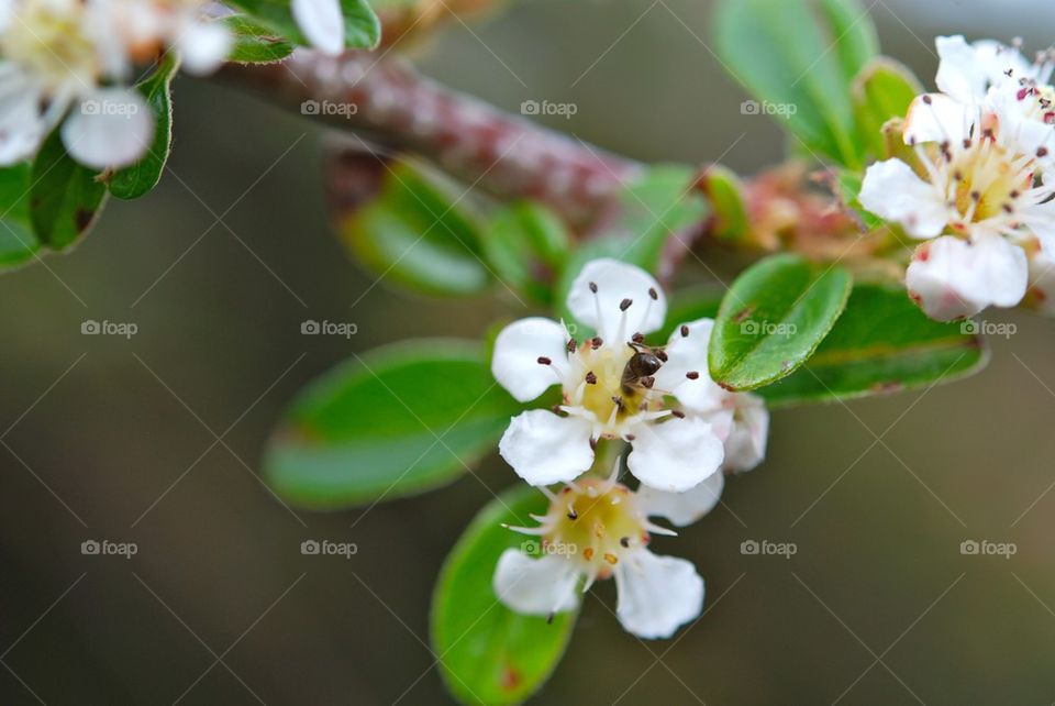 An ant drinking nectar in the flower.