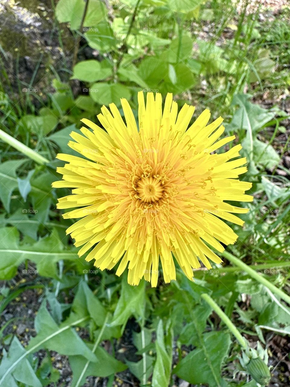 Common dandelion blooming brightly on green leaves 