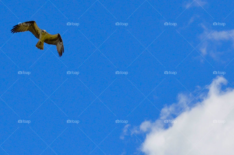 Bird's-eye View ( Series )