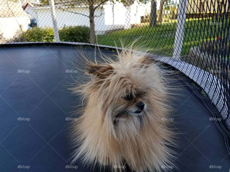 Dog Static