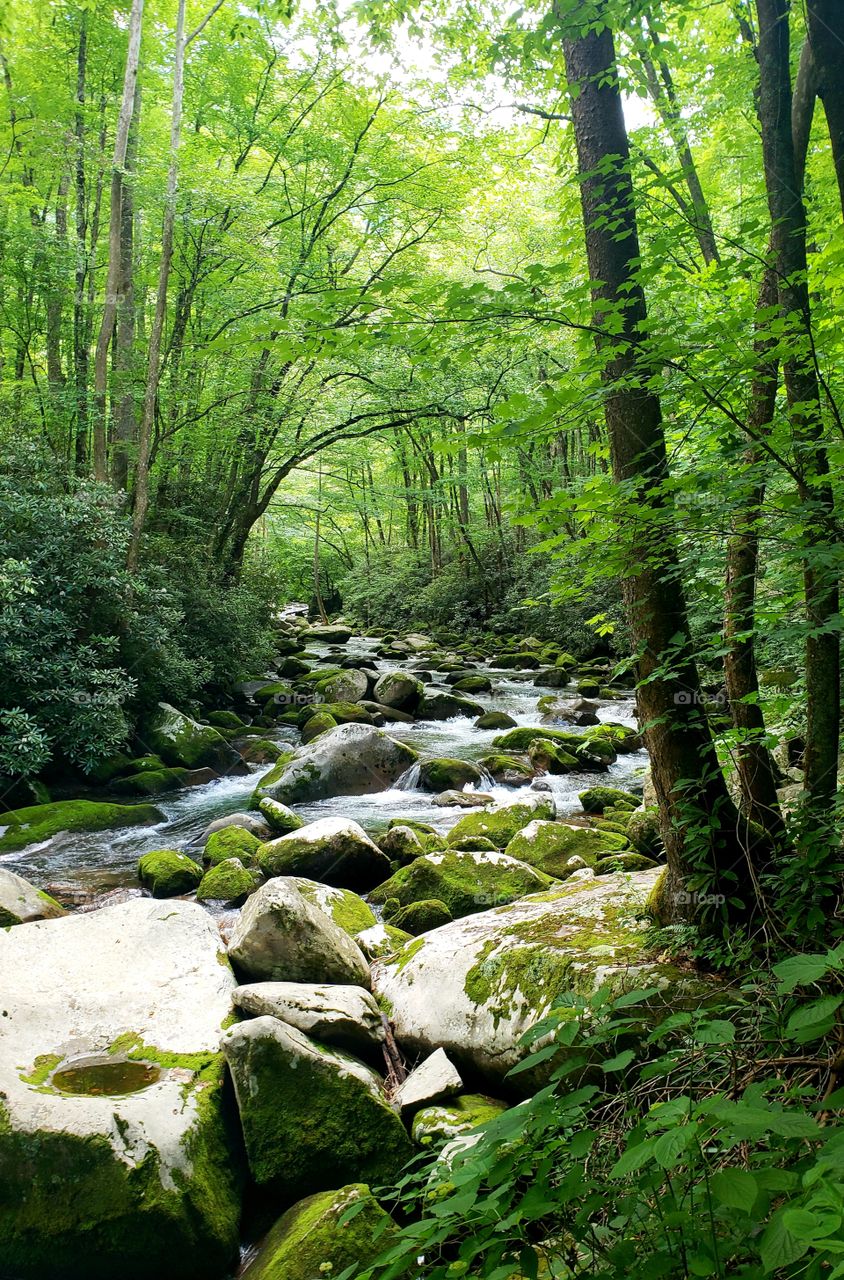 Mossy River, Appalachian Mountains in Spring