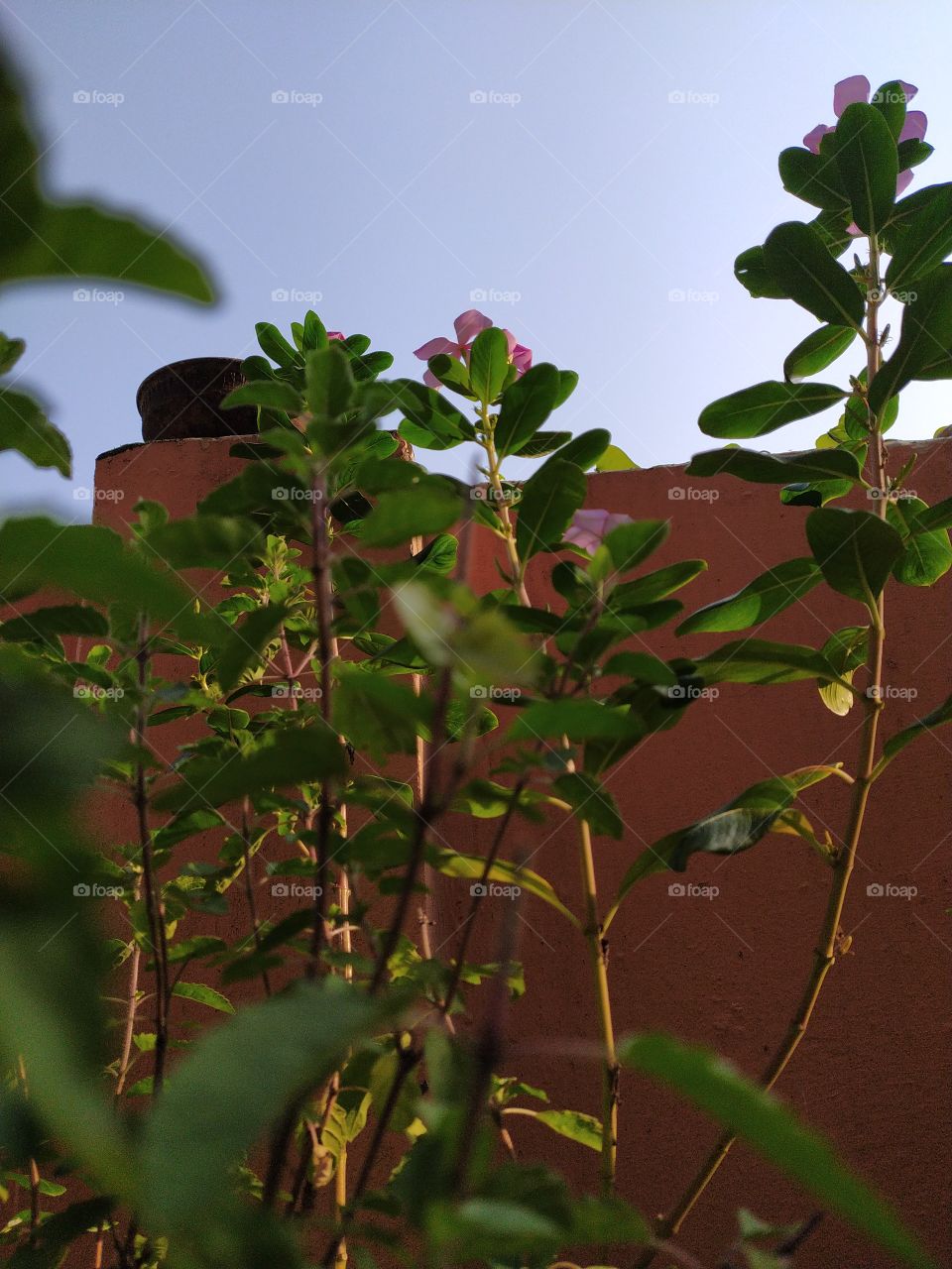 Golden glow of the first rays of early autumn Sun changing hue of the periwinkles